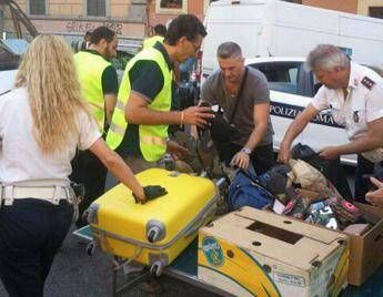 Roma, blitz dei vigili in via Sannio: sequestrata merce contraffatta Roma, blitz dei vigili in via Sannio: sequestrata merce contraffatta