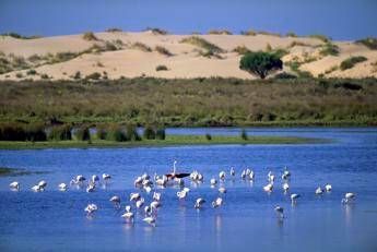 Siti Unesco a rischio, 12 in Europa di cui 3 italiani. Il più minacciato è il Coto Doñana Siti Unesco a rischio, 12 in Europa di cui 3 italiani. Il più minacciato è il Coto Doñana
