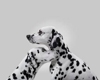 Zero controlli dei nei per 50% persone, in uno spot cani dalmata diventano 'skin-checker' Zero controlli dei nei per 50% persone, in uno spot cani dalmata diventano 'skin-checker'