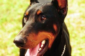 Cane eroe salva la famiglia da 4 cobra, poi muore per il veleno dei morsi Cane eroe salva la famiglia da 4 cobra, poi muore per il veleno dei morsi
