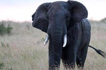 Kenya, turista belga ucciso da un elefante Kenya, turista belga ucciso da un elefante