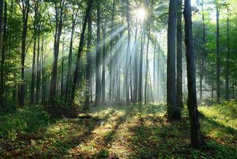 Foreste, le 'spugne' di Co2 che salveranno il mondo Foreste, le 'spugne' di Co2 che salveranno il mondo
