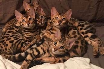 Allevo Bengala, più che gatti sembrano cani Allevo Bengala, più che gatti sembrano cani
