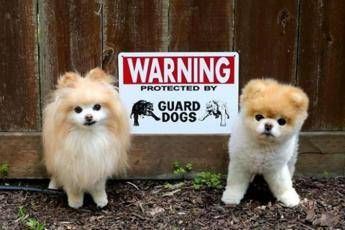 Cioccolato 'veleno' per i cani, i consigli del veterinario Cioccolato 'veleno' per i cani, i consigli del veterinario