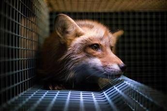 Nessuna etica ma solo marketing e sofferenza. A Bruxelles il dossier sull'industria delle pellicce Nessuna etica ma solo marketing e sofferenza. A Bruxelles il dossier sull'industria delle pellicce
