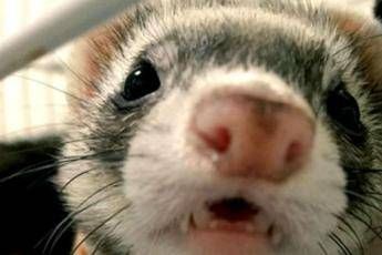 Animali esotici, al via nuova rubrica AdnKronos Salute Animali esotici, al via nuova rubrica AdnKronos Salute