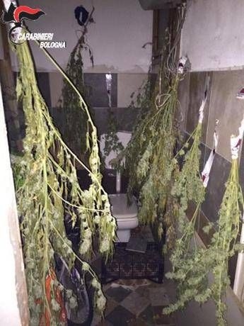 Bologna, sequestrati oltre 7 kg di marijuana. Arrestato facchino Bologna, sequestrati oltre 7 kg di marijuana. Arrestato facchino