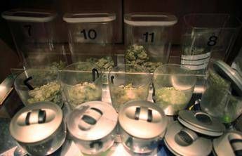 Assaggiatore di marijuana cercasi, sede di lavoro in Oregon Assaggiatore di marijuana cercasi, sede di lavoro in Oregon