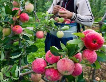 La mela avvelenata, allarme di Greenpeace: Cocktail di pesticidi in acqua e terra La mela avvelenata, allarme di Greenpeace: Cocktail di pesticidi in acqua e terra