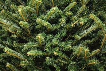 'Verde' Natale: 5 regole da seguire per scegliere l'albero rispettando l'ambiente 'Verde' Natale: 5 regole da seguire per scegliere l'albero rispettando l'ambiente