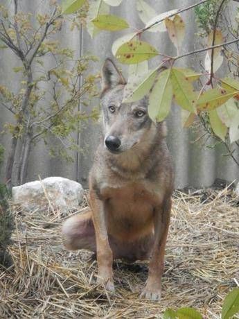 Animali: lupa vittima dei bracconieri a Napoli, ora curata a Modena Animali: lupa vittima dei bracconieri a Napoli, ora curata a Modena