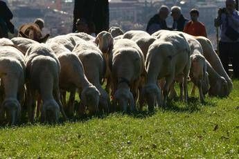 Pecore 'tosaerba' in parchi e ville, l'idea M5S per Roma Pecore 'tosaerba' in parchi e ville, l'idea M5S per Roma