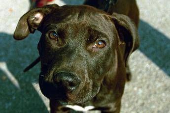 Non mi ubbidisce, lascia il cane senza cibo e si becca una denuncia Non mi ubbidisce, lascia il cane senza cibo e si becca una denuncia