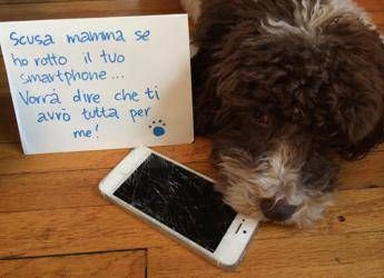 I peggiori nemici di smartphone, tablet e pc? Gli animali domestici I peggiori nemici di smartphone, tablet e pc? Gli animali domestici