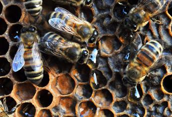 Contaminato da pesticida il 75% del miele Contaminato da pesticida il 75% del miele