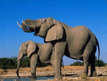 Sono 25mila gli elefanti uccisi in Africa ogni anno Sono 25mila gli elefanti uccisi in Africa ogni anno
