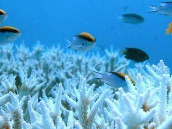 Debito per delfini, anche Di Caprio in campo per blue economy Seychelles Debito per delfini, anche Di Caprio in campo per blue economy Seychelles