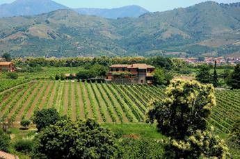 Gli agrichef a Expo, Cia: Ridare centralità all'agricoltura Gli agrichef a Expo, Cia: Ridare centralità all'agricoltura