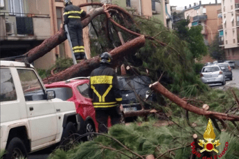 Travolto da albero, muore vigile del fuoco Travolto da albero, muore vigile del fuoco