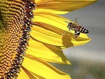 Un pesticida al veleno di ragno per salvare le api Un pesticida al veleno di ragno per salvare le api