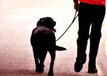 Bimba aggredita da un cane a Ortisei, profonde ferite al volto Bimba aggredita da un cane a Ortisei, profonde ferite al volto