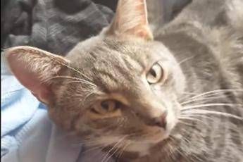 Bobby, il gatto sopravvissuto alla lavatrice