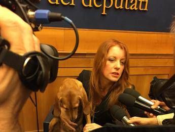 Alla Camera spunta 'Sogno', cane meticcio. Brambilla: Tutela animali in Costituzione Alla Camera spunta 'Sogno', cane meticcio. Brambilla: Tutela animali in Costituzione