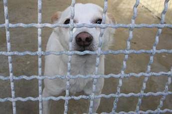 Traffico di cuccioli, 8 mila cani e gatti arrivano in Italia ogni settimana Traffico di cuccioli, 8 mila cani e gatti arrivano in Italia ogni settimana
