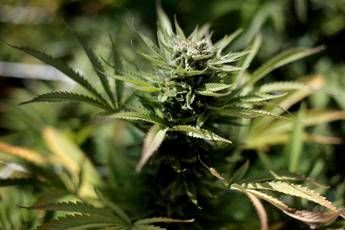 Marijuana legale in Canada Marijuana legale in Canada