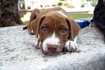 Dai cani ai rettili, occhio alle infezioni trasmesse dai 'cuccioli' di casa Dai cani ai rettili, occhio alle infezioni trasmesse dai 'cuccioli' di casa