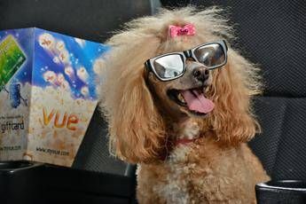 Animali che passione! Tra cibo e cure, un amore che costa da 30 a 300 euro al mese Animali che passione! Tra cibo e cure, un amore che costa da 30 a 300 euro al mese