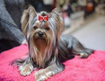 Alberghi stellati, profumi e camicie: è lusso pet Alberghi stellati, profumi e camicie: è lusso pet