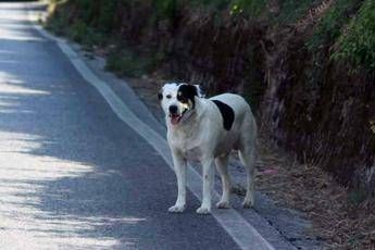 Lav denuncia: Lupi in pericolo. Min. Ambiente: No abbattimenti a priori Lav denuncia: Lupi in pericolo. Min. Ambiente: No abbattimenti a priori