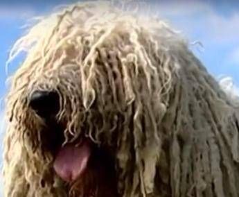 Musica e animali, ai cani piace il reggae Musica e animali, ai cani piace il reggae