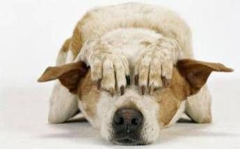 A Bibione arriva la prima ambulanza per cani A Bibione arriva la prima ambulanza per cani