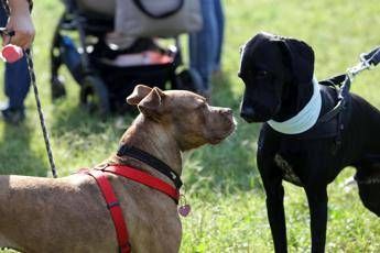 Viaggi in treno per 250 mila cani e gatti, a Natale boom biglietti Viaggi in treno per 250 mila cani e gatti, a Natale boom biglietti