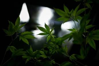 Usa, stretta su marijuana a uso ricreativo Usa, stretta su marijuana a uso ricreativo