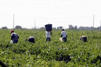 15 euro per 10 ore di lavoro nei campi, migranti sfruttati in Calabria