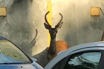 Milano, tra le auto spunta un cervo Milano, tra le auto spunta un cervo