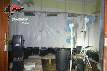 Coltiva 250 piante di marijuana in villetta alle porte di Roma, arrestato dai carabinieri Coltiva 250 piante di marijuana in villetta alle porte di Roma, arrestato dai carabinieri