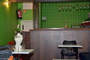 cerco donne per chattare