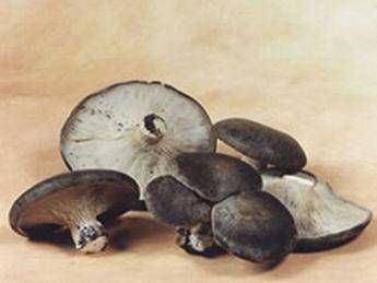 Funghi allucinogeni contro la depressione Funghi allucinogeni contro la depressione