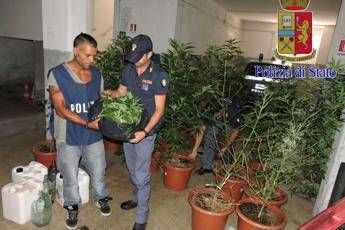 Coltivavano marijuana nel bosco, denunciati due fratelli di Genzano Coltivavano marijuana nel bosco, denunciati due fratelli di Genzano