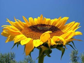 Con mamme-chiocce tante dermatiti nei bimbi, arriva un rimedio 'figlio dei fiori' Con mamme-chiocce tante dermatiti nei bimbi, arriva un rimedio 'figlio dei fiori'