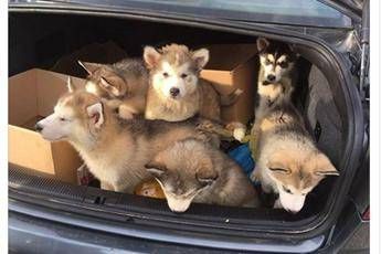 Chiusi nel bagagliaio e disidratati, salvati sei cuccioli di Husky Chiusi nel bagagliaio e disidratati, salvati sei cuccioli di Husky