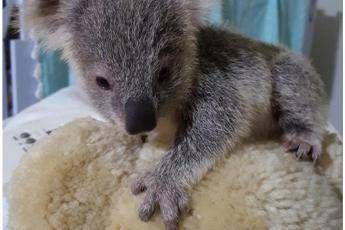 Louise, la piccola koala abbandonata dalla madre durante la tempesta /Video Louise, la piccola koala abbandonata dalla madre durante la tempesta /Video