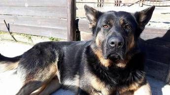 Massacrato di botte Kuma, il cane-mascotte dei bimbi Massacrato di botte Kuma, il cane-mascotte dei bimbi