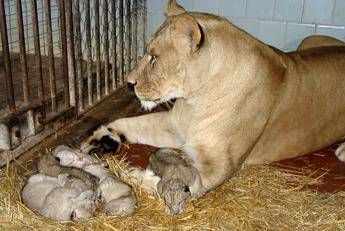 Zoo svedese ha soppresso nove cuccioli di leone perché erano un Zoo svedese ha soppresso nove cuccioli di leone perché erano un