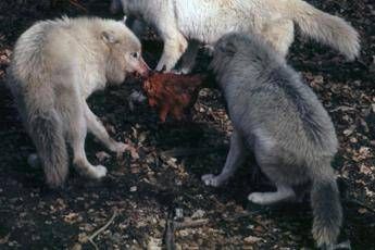 Un lupo mi ha portato via la mia Carolina: allarme predatori a Massa Carrara Un lupo mi ha portato via la mia Carolina: allarme predatori a Massa Carrara