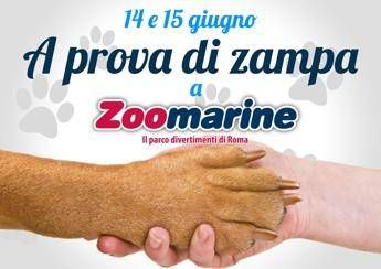 Estate: a lezione di sicurezza con cani salvataggio Estate: a lezione di sicurezza con cani salvataggio